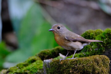Tickell’s Blue Flycatcher standing on the moss with beautiful green