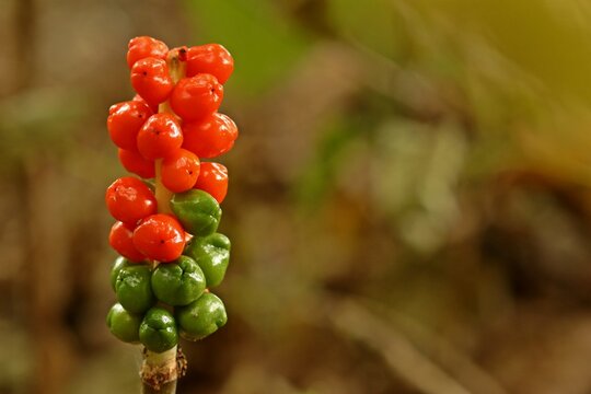 Fruchtstand des Gefleckten Aronstabs (Arum maculatum)