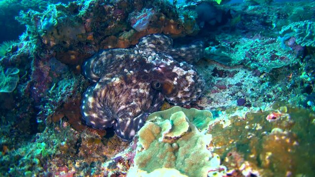 Reef octopus (Octopus Cyanea) changing shape and color with damselfish biting it