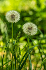 Obraz premium Close-up shot of two dandelion plants (Taraxacum officinale) with ripe fruits against a soft green natural background