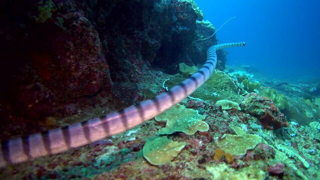 Banded sea krait (Laticauda colubrina) swimming, from behind