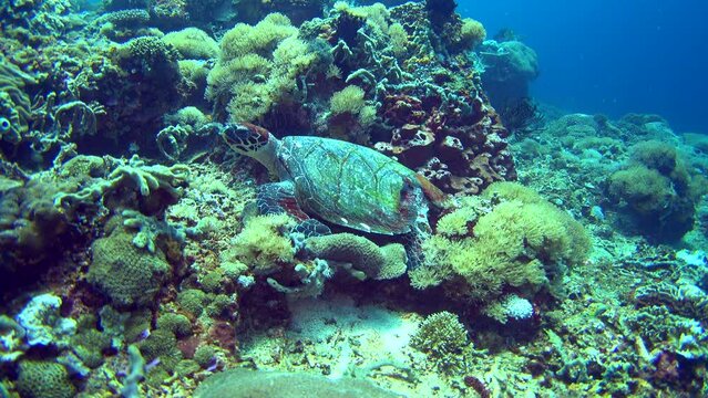 Hawksbill turtle (Eretmochelys imbricata) with broken shell sitting on coral