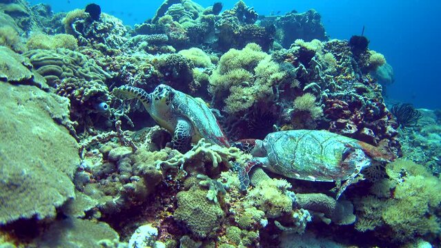 3 Hawksbill turtle (Eretmochelys imbricata) laying on coral then one swims towards camera