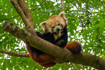 red panda climbs and rests on a tree in the zoo