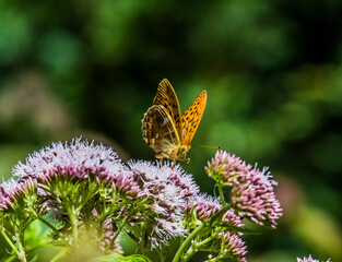 Silver-washed Fritillary - Argynnis paphia