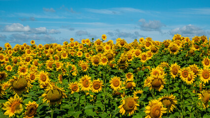 Obraz premium Blooming sunflower plantation. Sunflower flowers are a good honey plant. Bees collect a lot of nectar and pollen from them. 