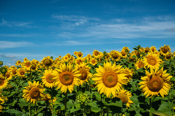 Fototapeta premium Blooming sunflower plantation. Sunflower flowers are a good honey plant. Bees collect a lot of nectar and pollen from them. 