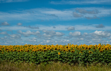 Fototapeta na wymiar Sunflowers bloomed in the field. Sunflower flowers are a good honey plant. 