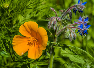 Welsh Poppy