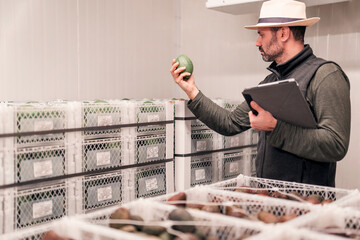 worker with a hass avocado in hand inspecting the fruit in the cellar or ripener for sale
