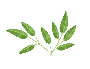 Fototapeta na wymiar Green tea leaves for matcha production vector illustration isolated on white background