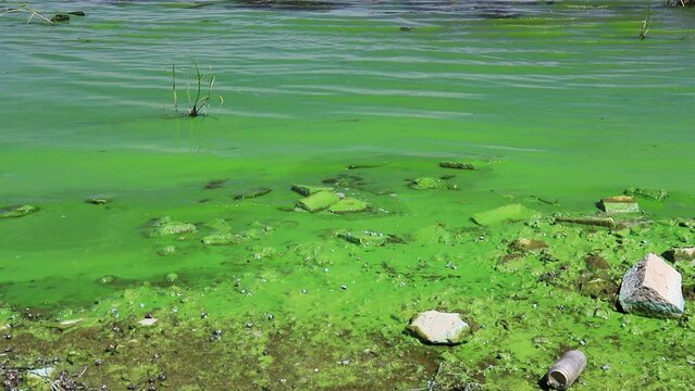 Water covered with green algae. River green algae bloom background. Global environmental pollution. Dirty waters in lake, river, bay, pond, pool.