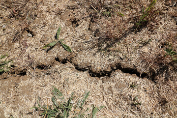 Dried grey cracked earth background during drought with splits in soil