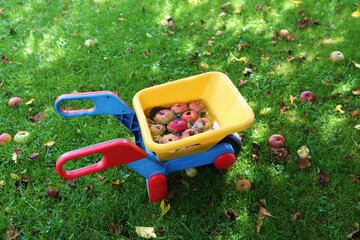 Kinder-Schubkarre mit verfaulten Äpfeln auf einer Wiese mit Fallobst