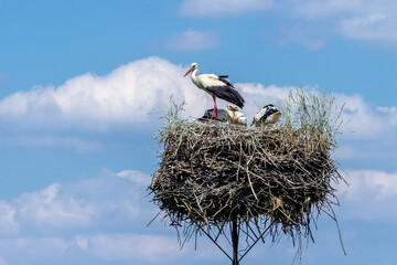 White stork on the nest in the spring.