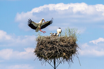 The big stork lands in the nest - obrazy, fototapety, plakaty