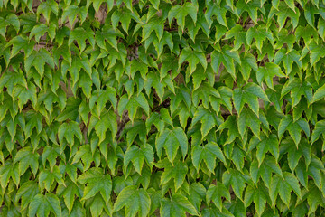 Fototapeta na wymiar Green leaves on the wall for use as a background.