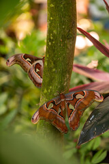Tropical Butterflies