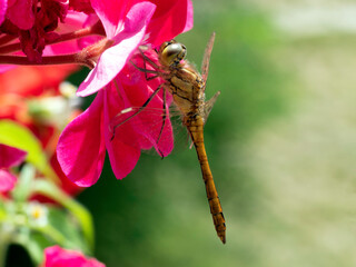 Yellow dragonfly on red petal in natural environment macro, close-up