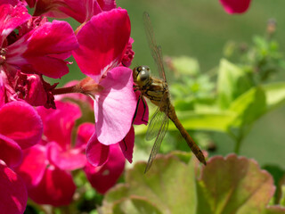Yellow dragonfly on red petal in natural environment macro, close-up