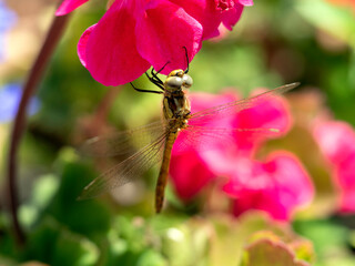 Yellow dragonfly on red petal in natural environment macro, close-up