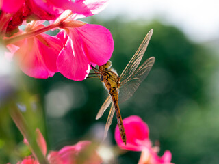 Yellow dragonfly on red petal in natural environment macro, close-up