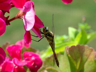 Yellow dragonfly on red petal in natural environment macro, close-up