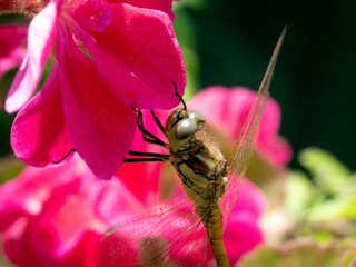 Yellow dragonfly on red petal in natural environment macro, close-up