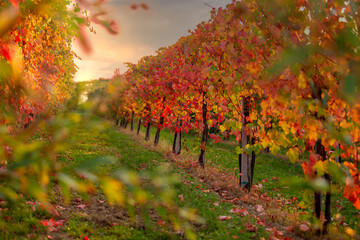 Fototapeta na wymiar Rows of vineyard with red and yellow orange leaves at sunset.Vine vines in autumn .Vineyard in autumn, Italy ,Emilia-Romagna, Bolognese collie, Italy..