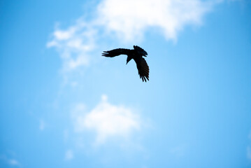 American Crow