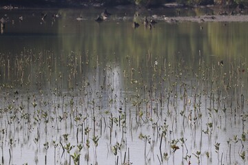 Farm Land and watery areas for farming