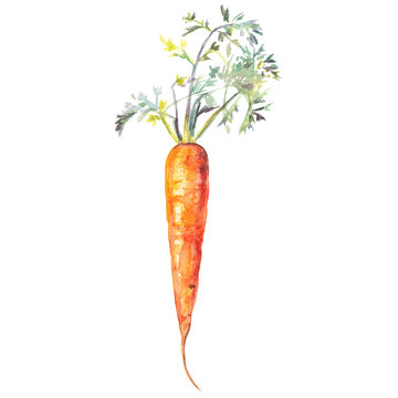 Watercolor carrot isolated on white background. Illustration for tags, cosmetic, menu and recipes.