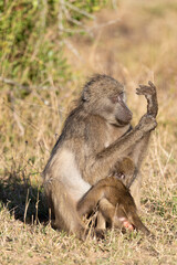 Fototapeta premium Babouin chacma, Papio ursinus , chacma baboon, Parc national Kruger, Afrique du Sud