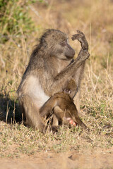 Babouin chacma, Papio ursinus , chacma baboon, Parc national Kruger, Afrique du Sud