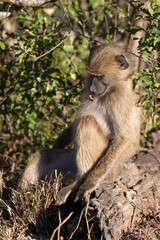 Babouin chacma, Papio ursinus , chacma baboon, Parc national Kruger, Afrique du Sud