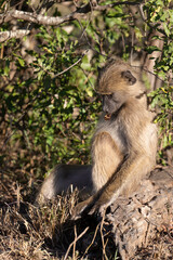 Babouin chacma, Papio ursinus , chacma baboon, Parc national Kruger, Afrique du Sud