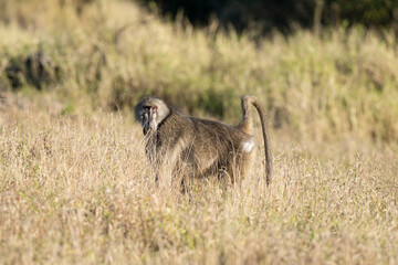 Babouin chacma, Papio ursinus , chacma baboon, Parc national Kruger, Afrique du Sud