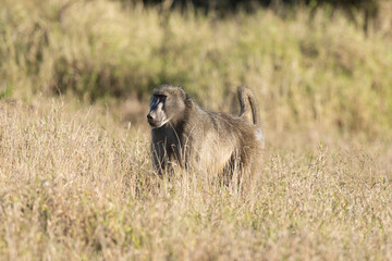 Babouin chacma, Papio ursinus , chacma baboon, Parc national Kruger, Afrique du Sud