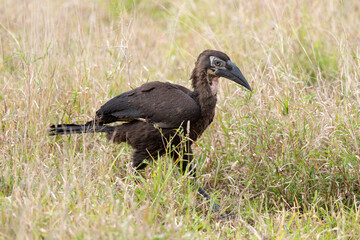 Bucorve du Sud, Grand calao terrestre, immature, Bucorvus leadbeateri, Southern Ground Hornbill