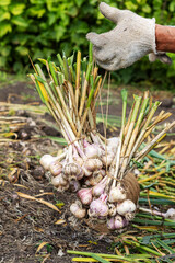 Harvesting garlic in the garden. A farmer hangs garlic bulbs for drying, preparing vegetables for storage.