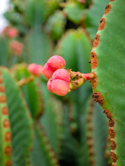 Cactus buds, outdoor