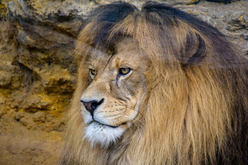 male lion king in the zoo is resting after lunch, big head with mane