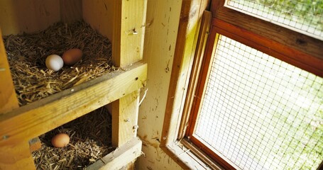 H&uuml;hnerstall mit Fenster und drei Eiern