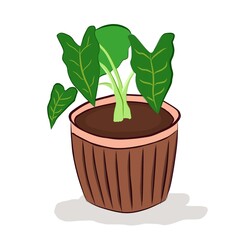 plant in a pot