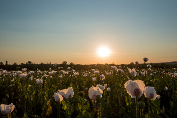 Sunset over the field, poppy seed blossoms.