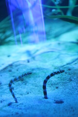 SeaLife Oberhausen, Germany