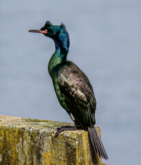 Pelagic Cormorant portrait in matting plumage.