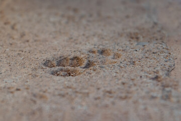 Fototapeta na wymiar Huella de gato sobre un fondo de cemento