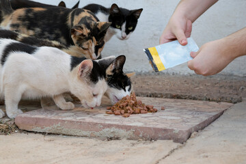 colony of stray cats are being fed by a woman