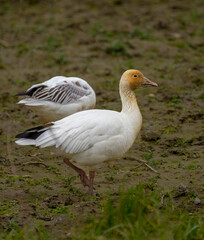Naklejka na ściany i meble Snow Goose, white, foraging and feeding on harvested crop lands, in water-logged soil.